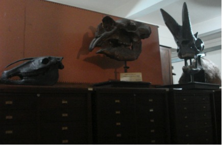 Dinosaur casts and fossils on display at the Museo Argentina de Ciencias Naturales